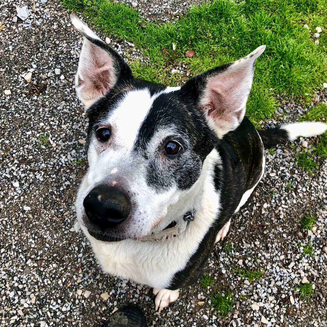 Dexter, a Adoptable mixed breed in Gallatin, TN image 3/12