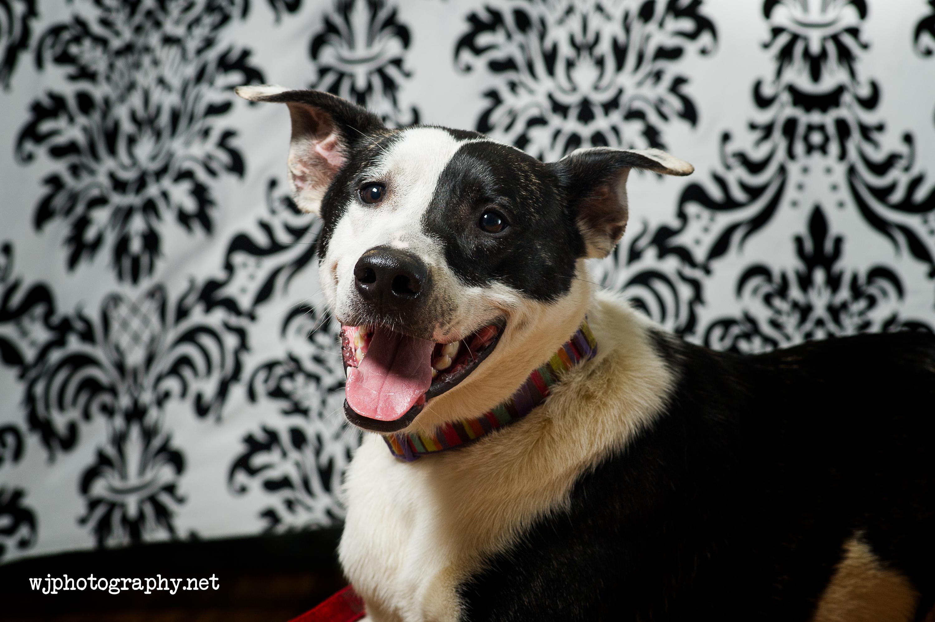 Dexter, a Adoptable mixed breed in Gallatin, TN image 4/12