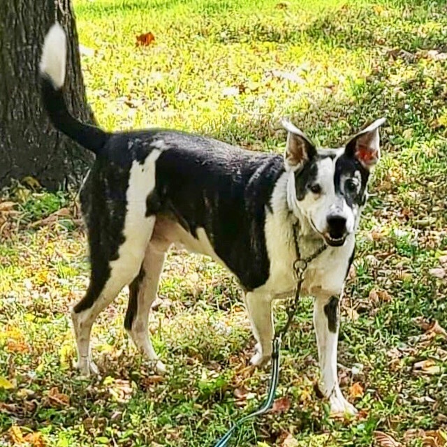 Dexter, a Adoptable mixed breed in Gallatin, TN image 5/12