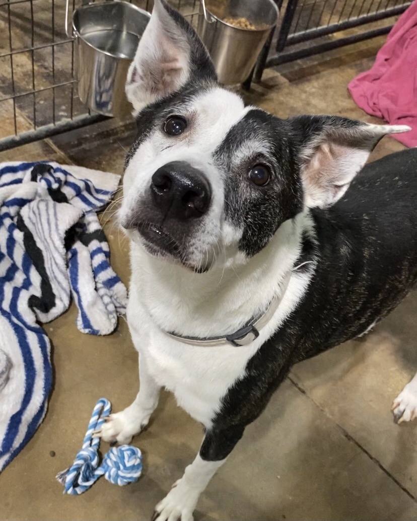 Dexter, a Adoptable mixed breed in Gallatin, TN image 6/12