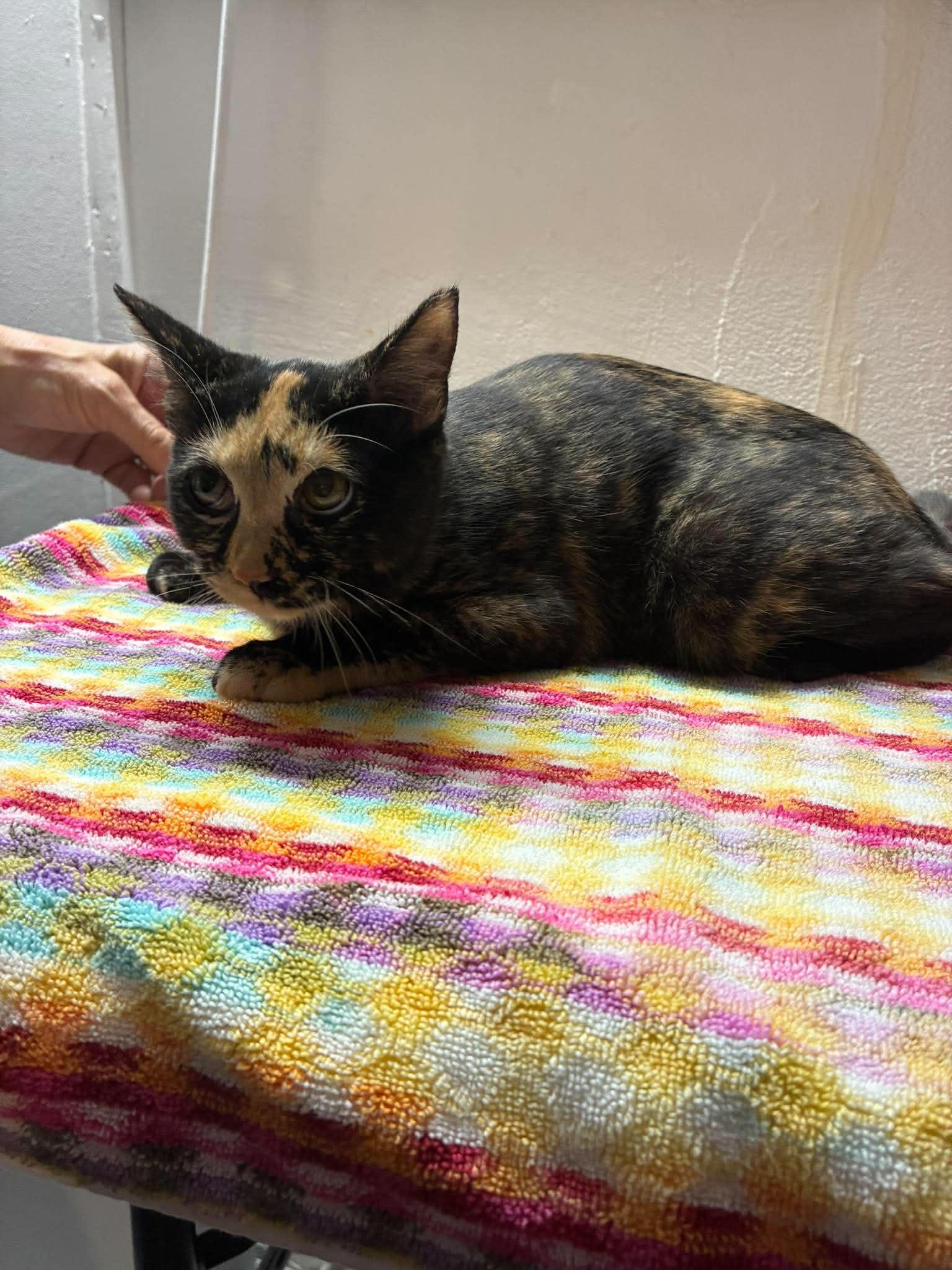 Enlarge Poppy, a Adoptable Domestic Short Hair in Maple Heights, OH image 1/3