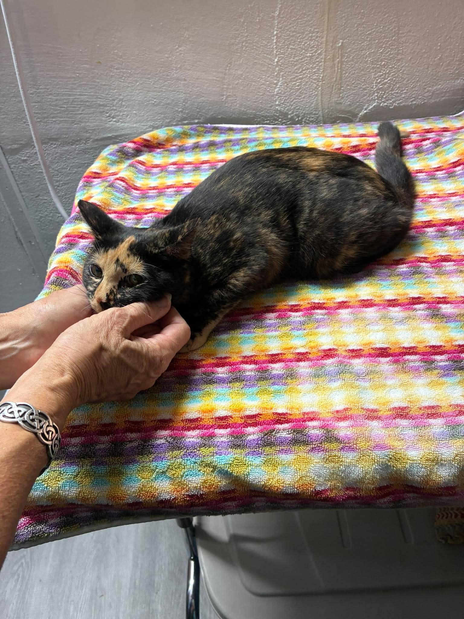 Enlarge Poppy, a Adoptable Domestic Short Hair in Maple Heights, OH image 2/3