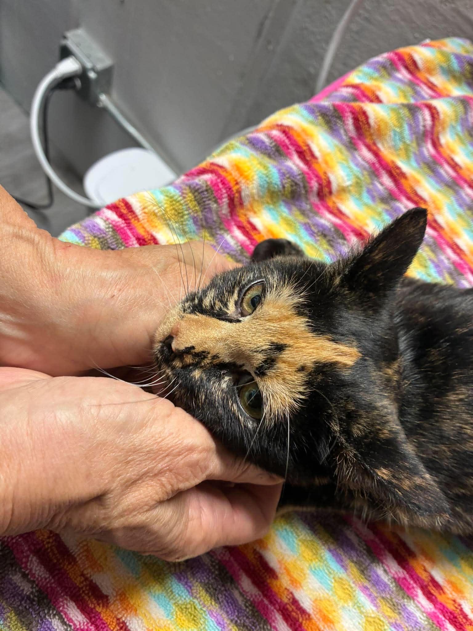 Enlarge Poppy, a Adoptable Domestic Short Hair in Maple Heights, OH image 3/3