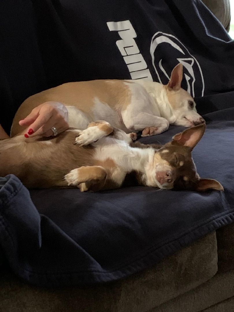 Coco Bean, Adoptable, Senior Female Chihuahua.