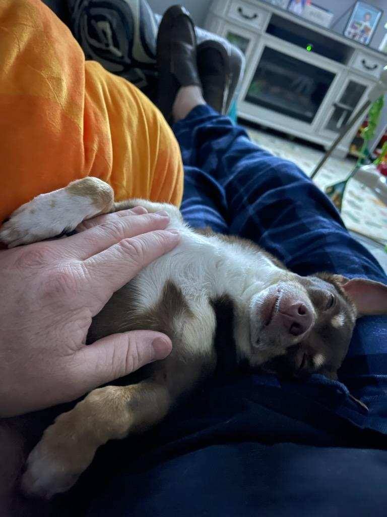 Coco Bean, a Adoptable Chihuahua in Belleville, NJ image 2/3