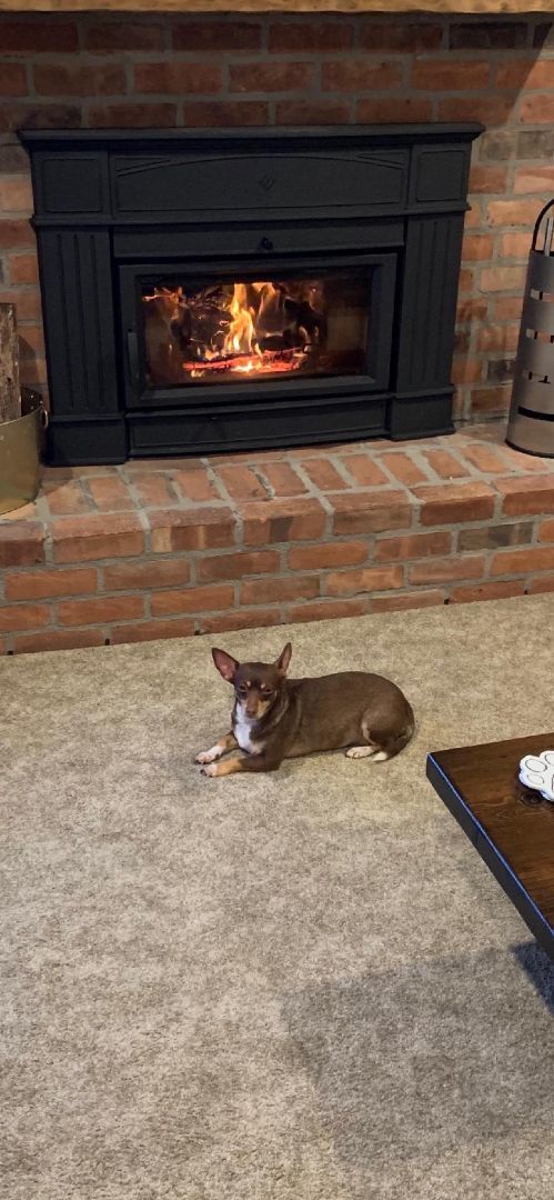 Coco Bean, a Adoptable Chihuahua in Belleville, NJ image 3/3