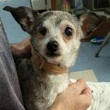 Mattie WAS Granny, adopted, Senior Female Chihuahua.