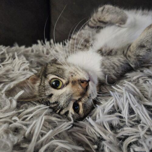 Enlarge Kato, a Adoptable Domestic Short Hair in Gilbert, AZ image 1/3