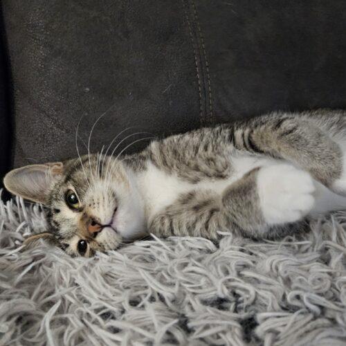 Enlarge Kato, a Adoptable Domestic Short Hair in Gilbert, AZ image 3/3