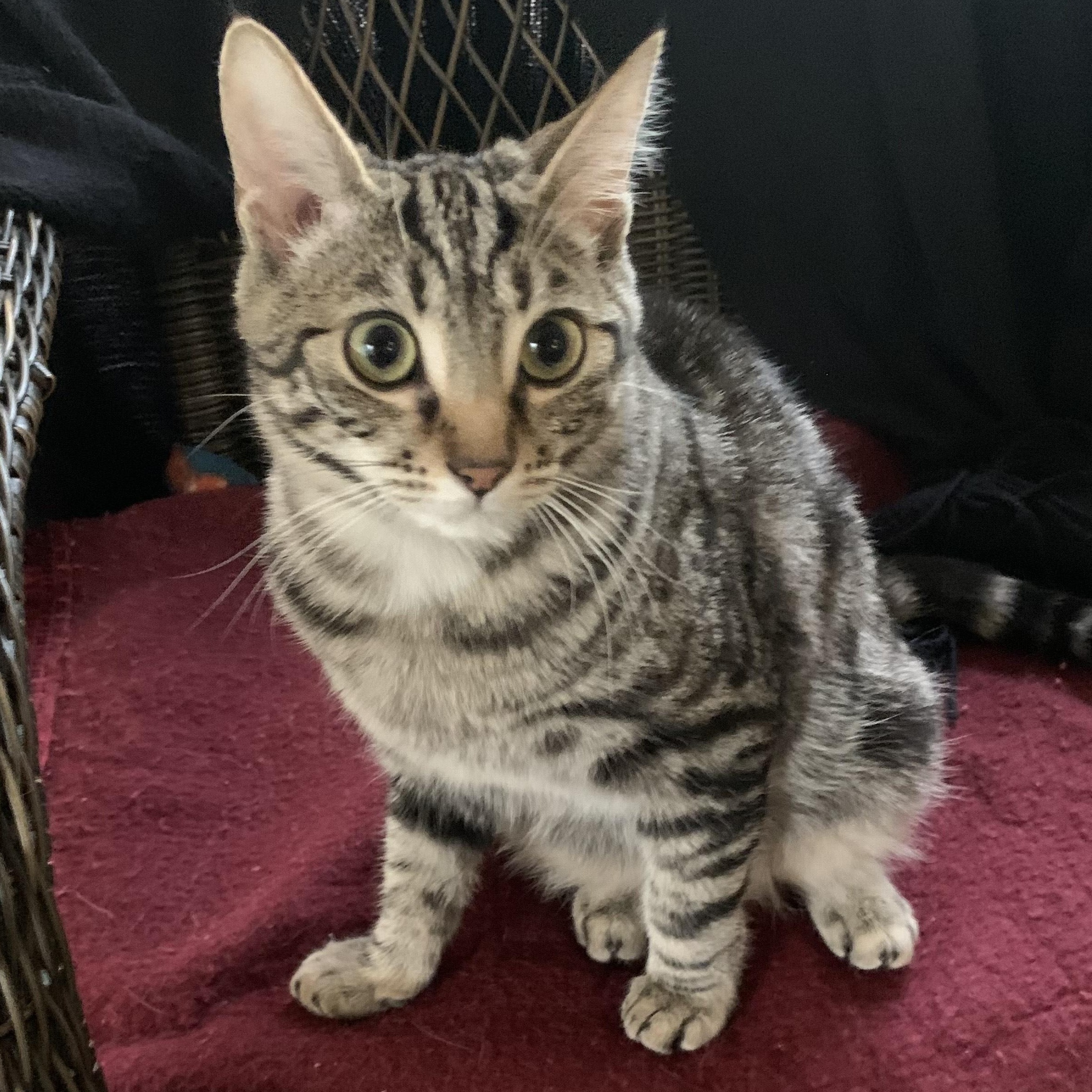 Button, a Adoptable Domestic Short Hair in Shingletown, CA image 1/3