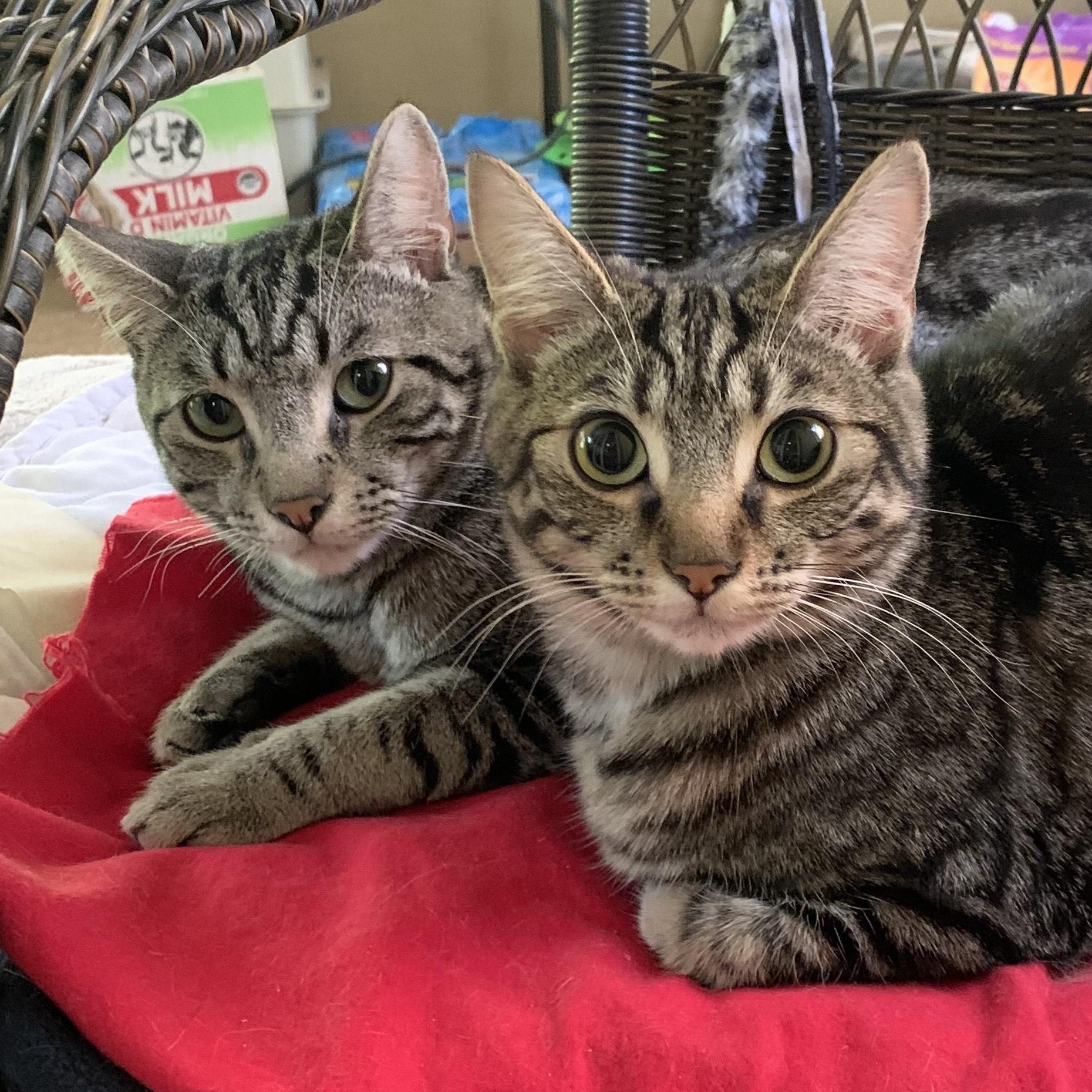 Button, a Adoptable Domestic Short Hair in Shingletown, CA image 2/3