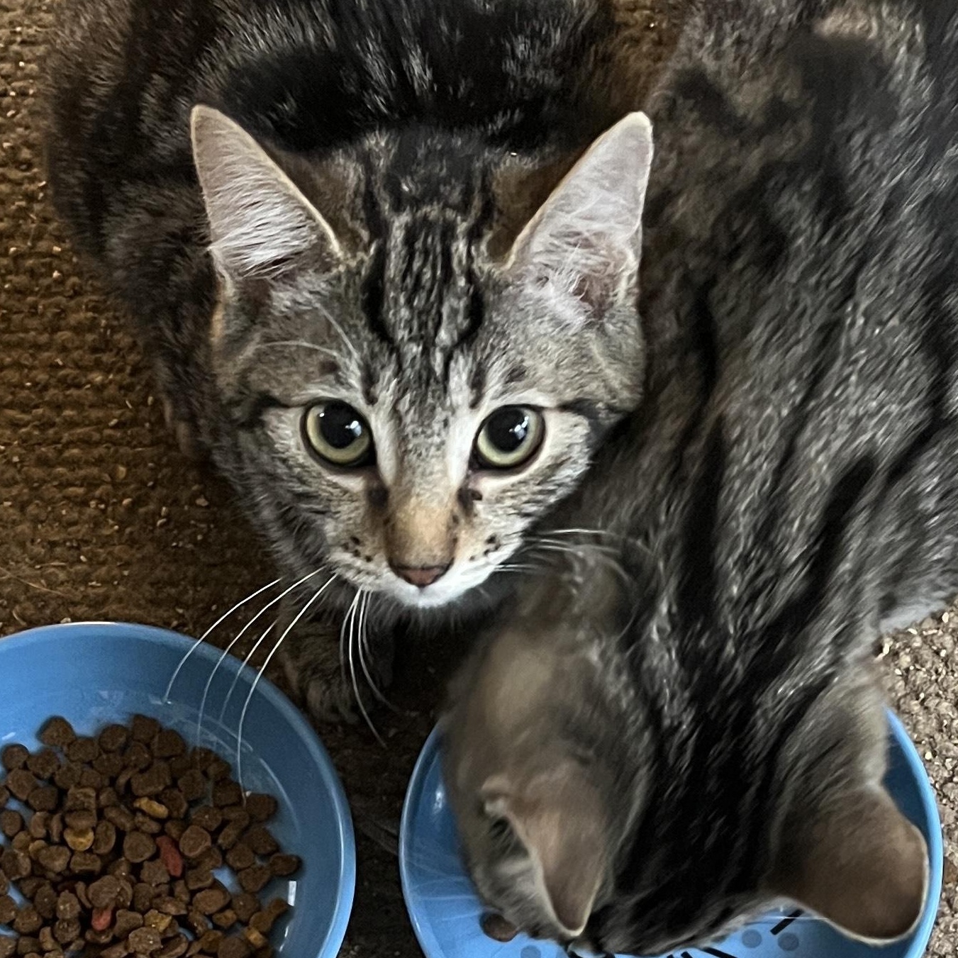 Button, a Adoptable Domestic Short Hair in Shingletown, CA image 3/3