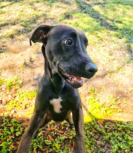 Wendy #7, a Adoptable mixed breed in Killingworth, CT image 3/5