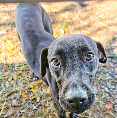 Wendy #7, a Adoptable mixed breed in Killingworth, CT image 2/5