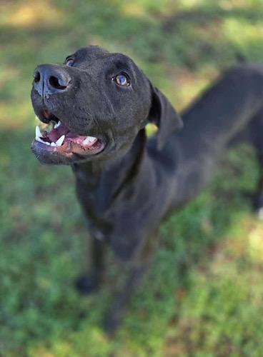 Wendy #7, a Adoptable mixed breed in Killingworth, CT image 5/5