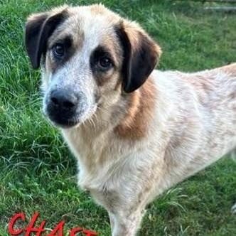 Chase Jasmine thumbnail 4