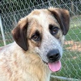 Chase Jasmine thumbnail 5