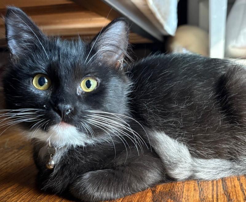 Annabel Lee, Adoptable, Kitten Female Domestic Medium Hair.