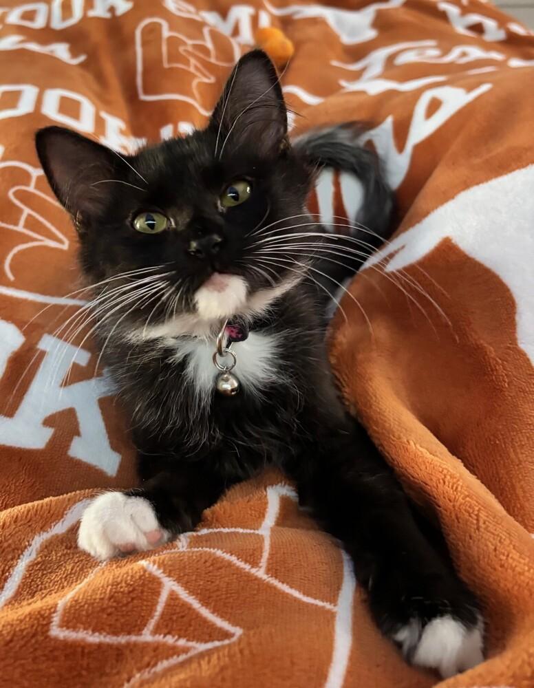 Enlarge Annabel Lee, a Adoptable mixed breed in Richardson, TX image 2/3