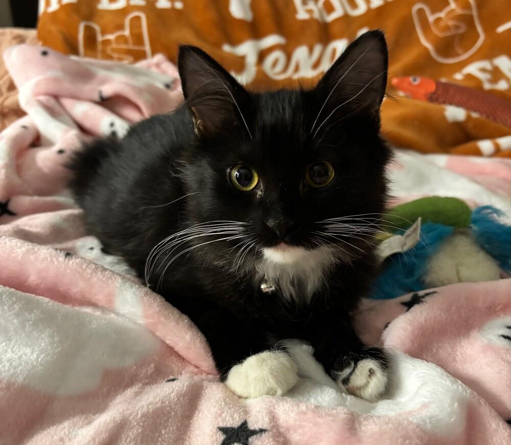 Enlarge Annabel Lee, a Adoptable mixed breed in Richardson, TX image 3/3