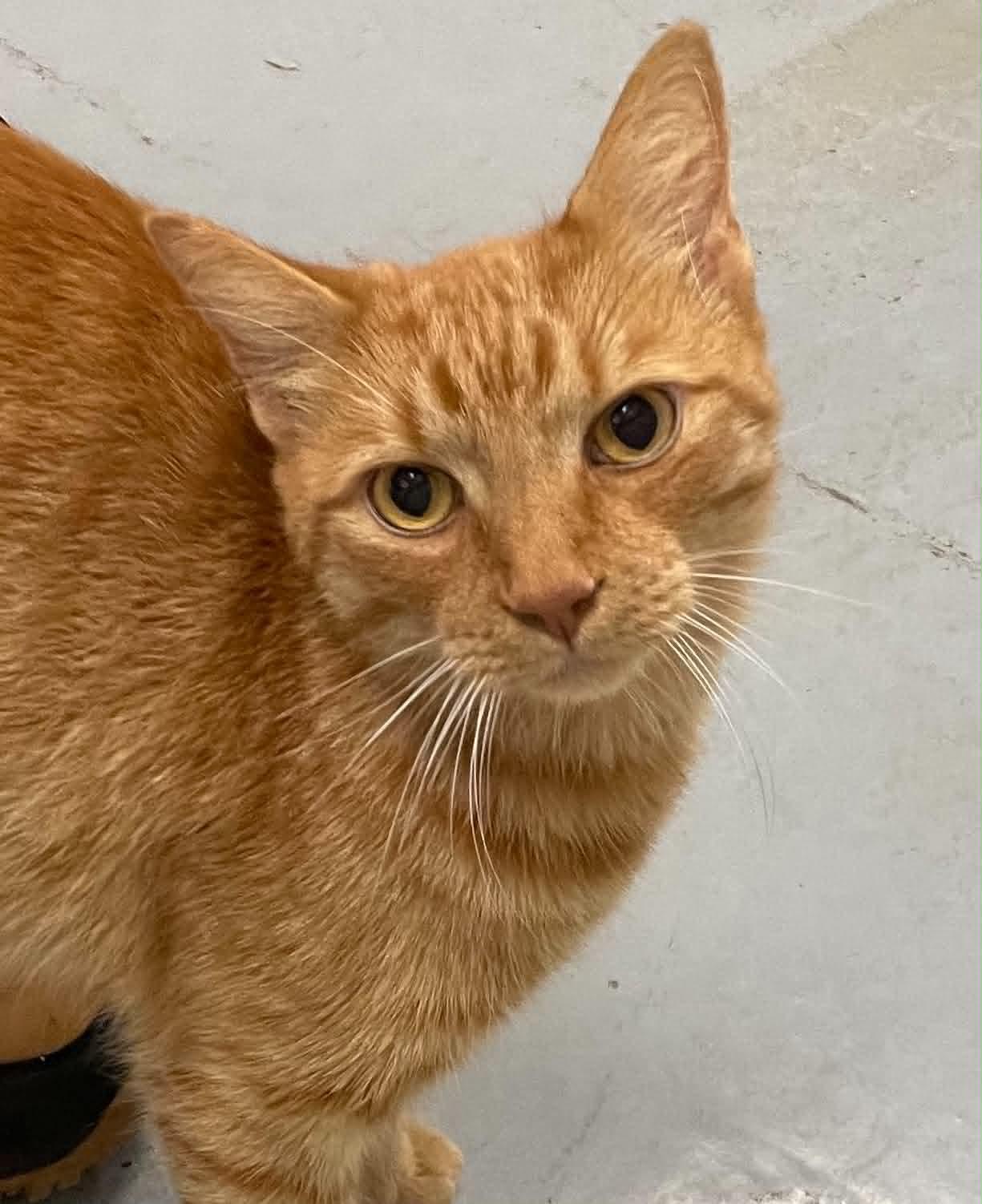 Brady, Adopted, Adult Male Domestic Short Hair.