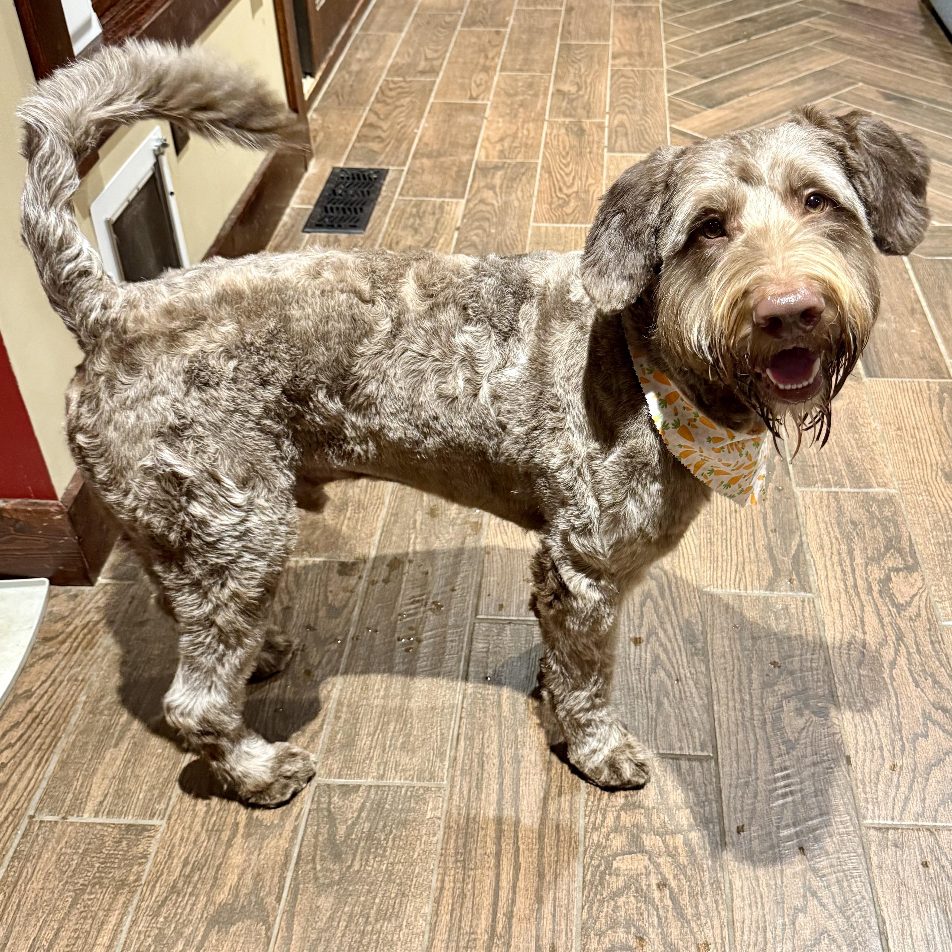 Enlarge Obi-Wan, a ADOPTABLE mixed breed in Murphysboro, IL image 2/6