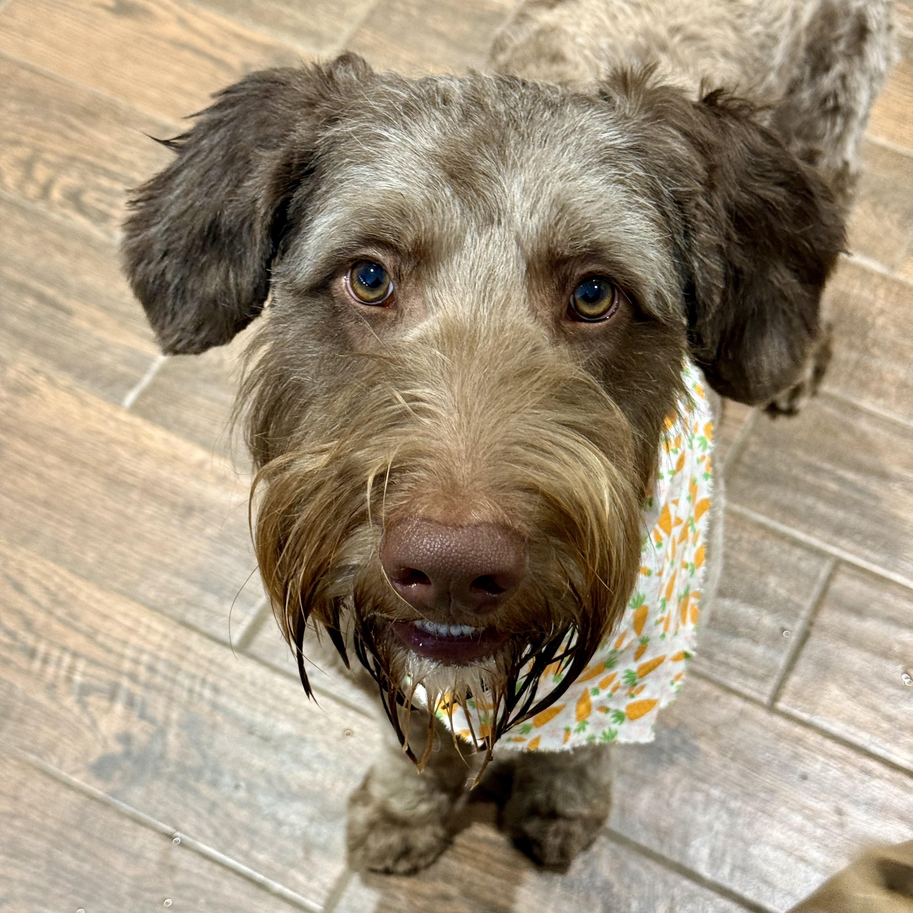 Obi-Wan, ADOPTABLE, Young Male Labradoodle & Siberian Husky.