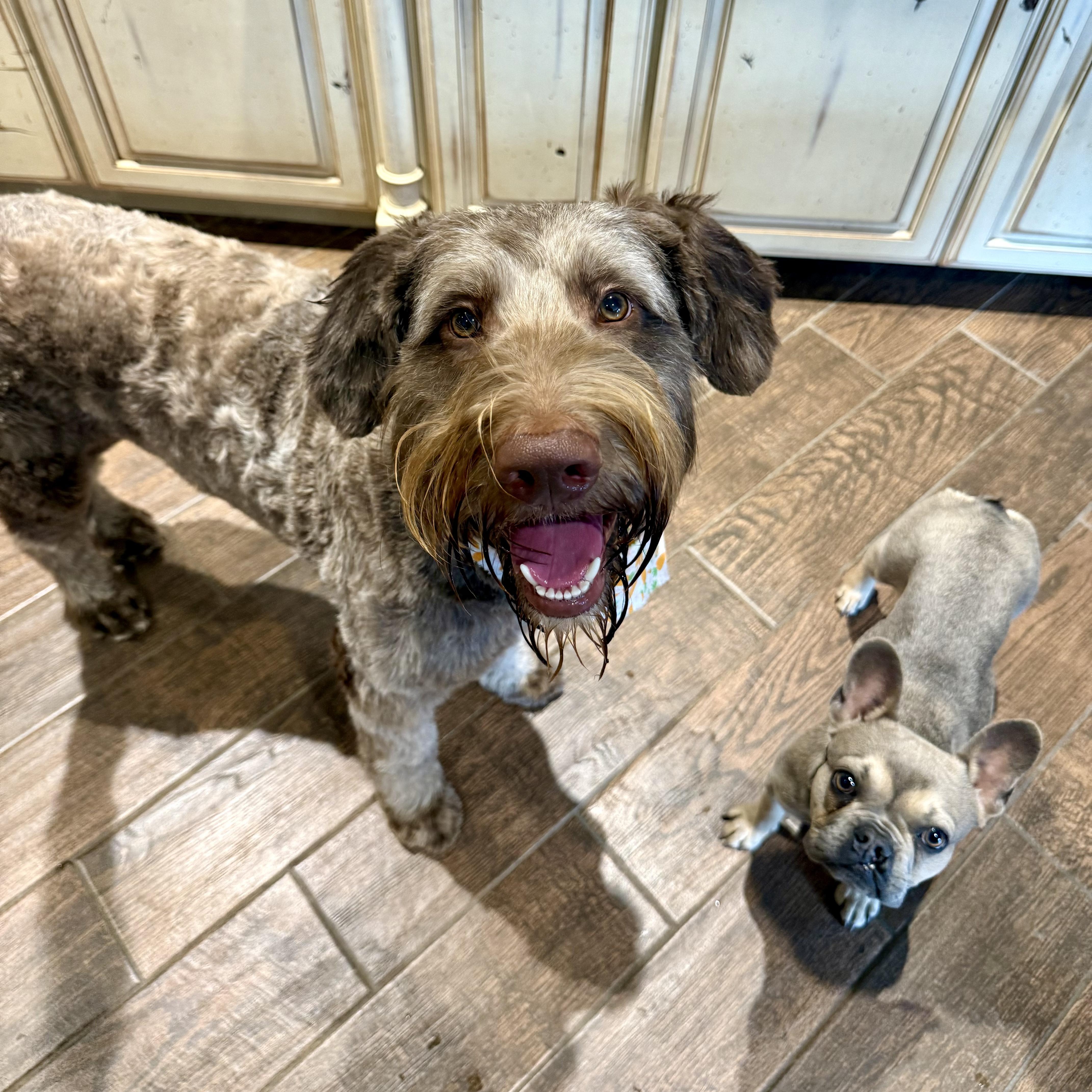 Enlarge Obi-Wan, a ADOPTABLE mixed breed in Murphysboro, IL image 5/6