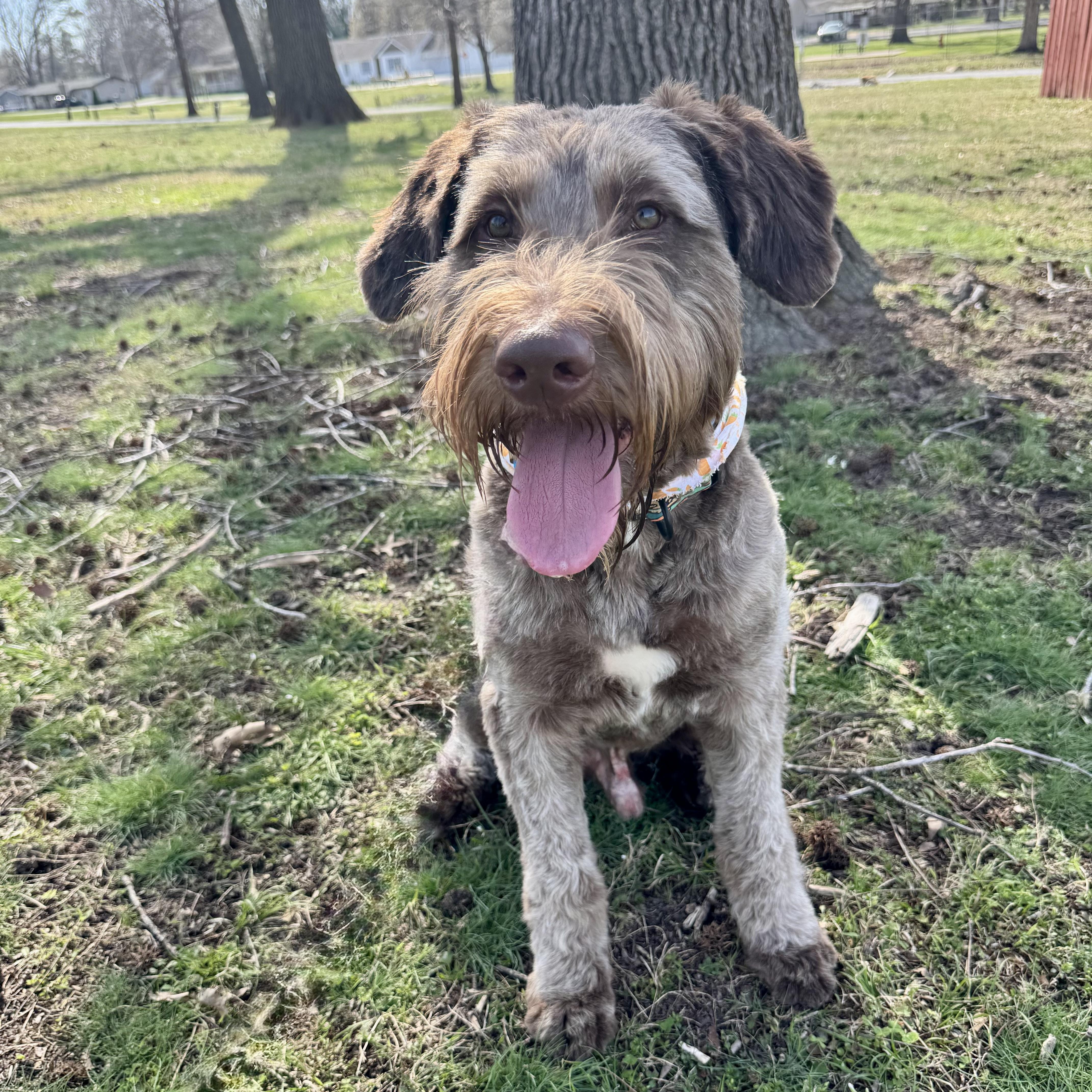 Enlarge Obi-Wan, a ADOPTABLE mixed breed in Murphysboro, IL image 6/6