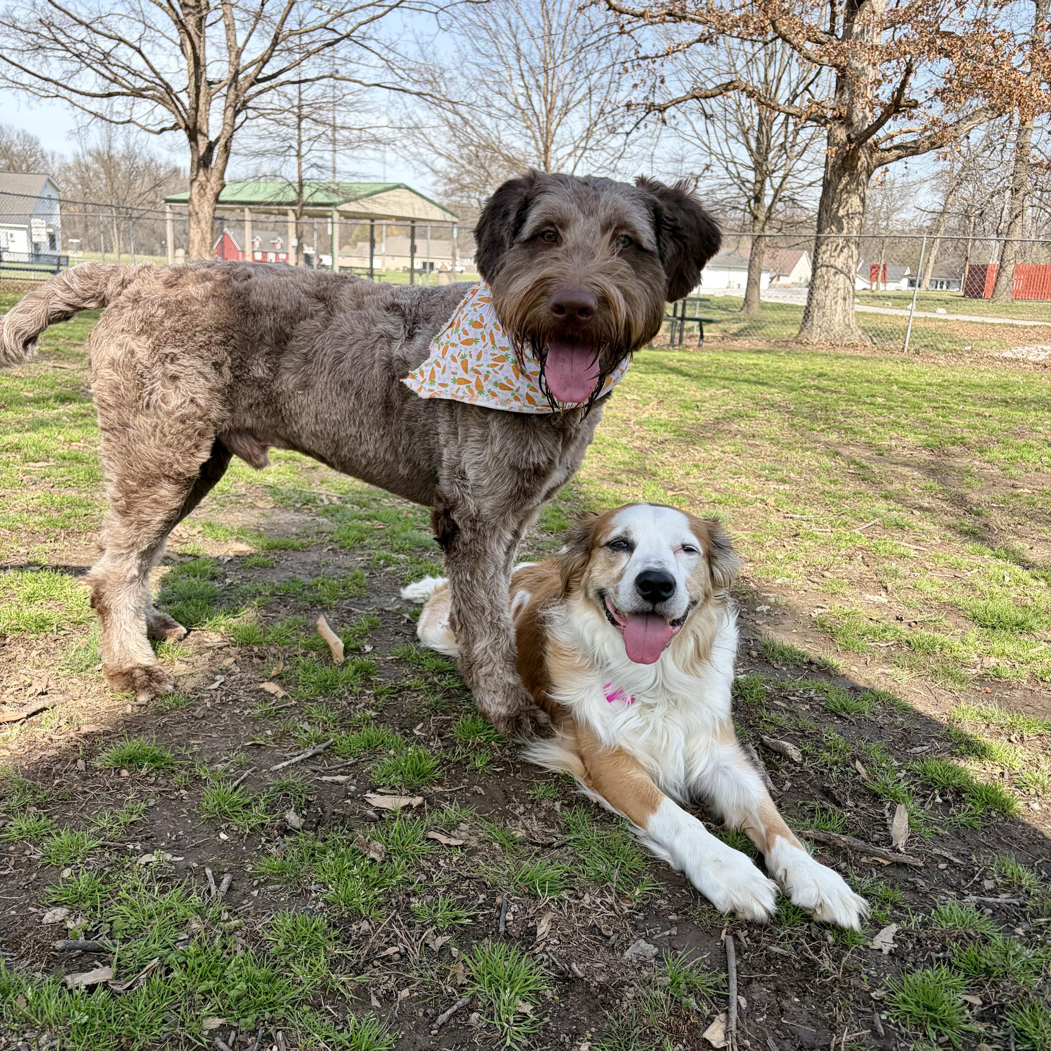 Enlarge Obi-Wan, a ADOPTABLE mixed breed in Murphysboro, IL image 3/6