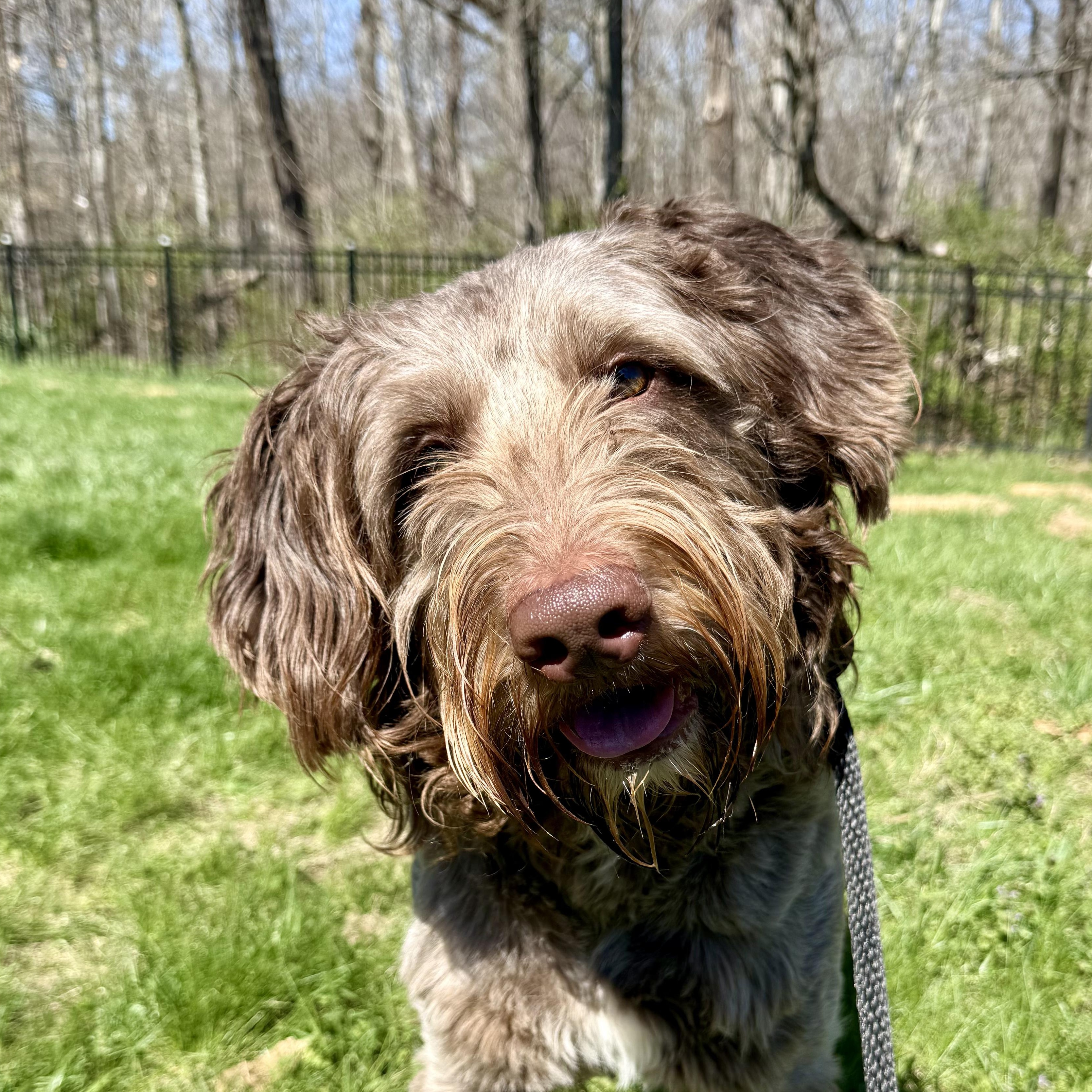 Enlarge Obi-Wan, a ADOPTABLE mixed breed in Murphysboro, IL image 4/6