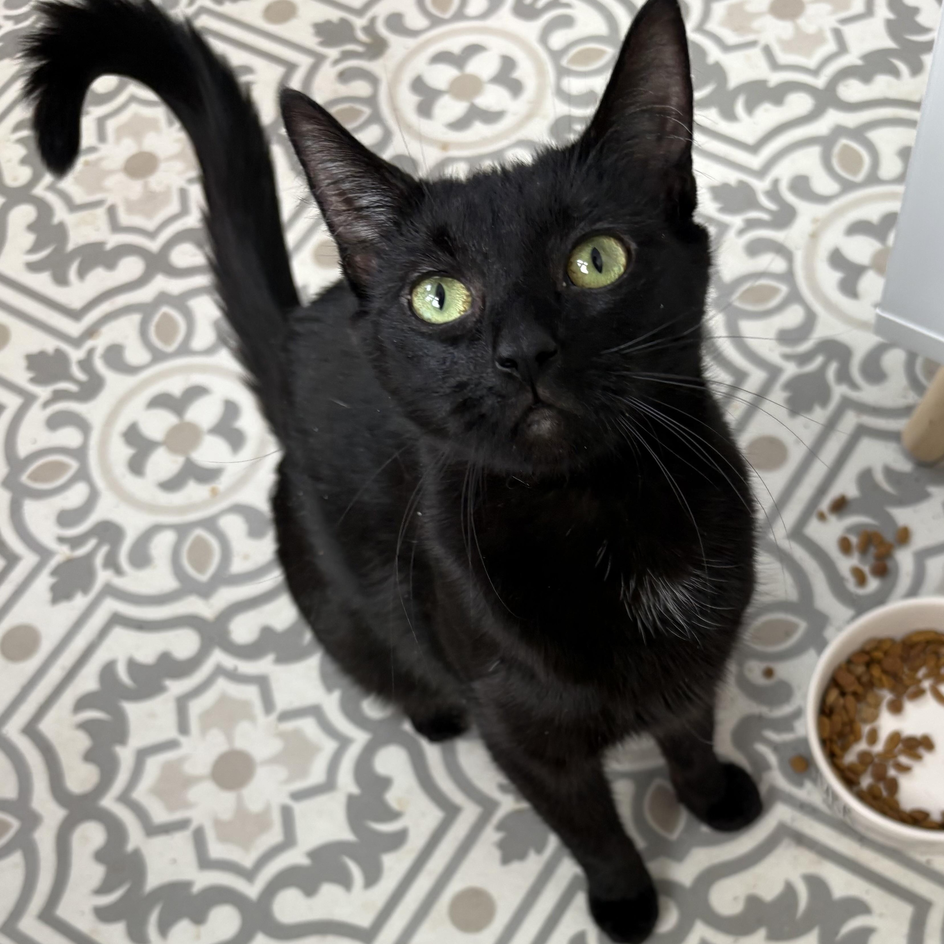 Tish, Adoptable, Young Female Domestic Short Hair.