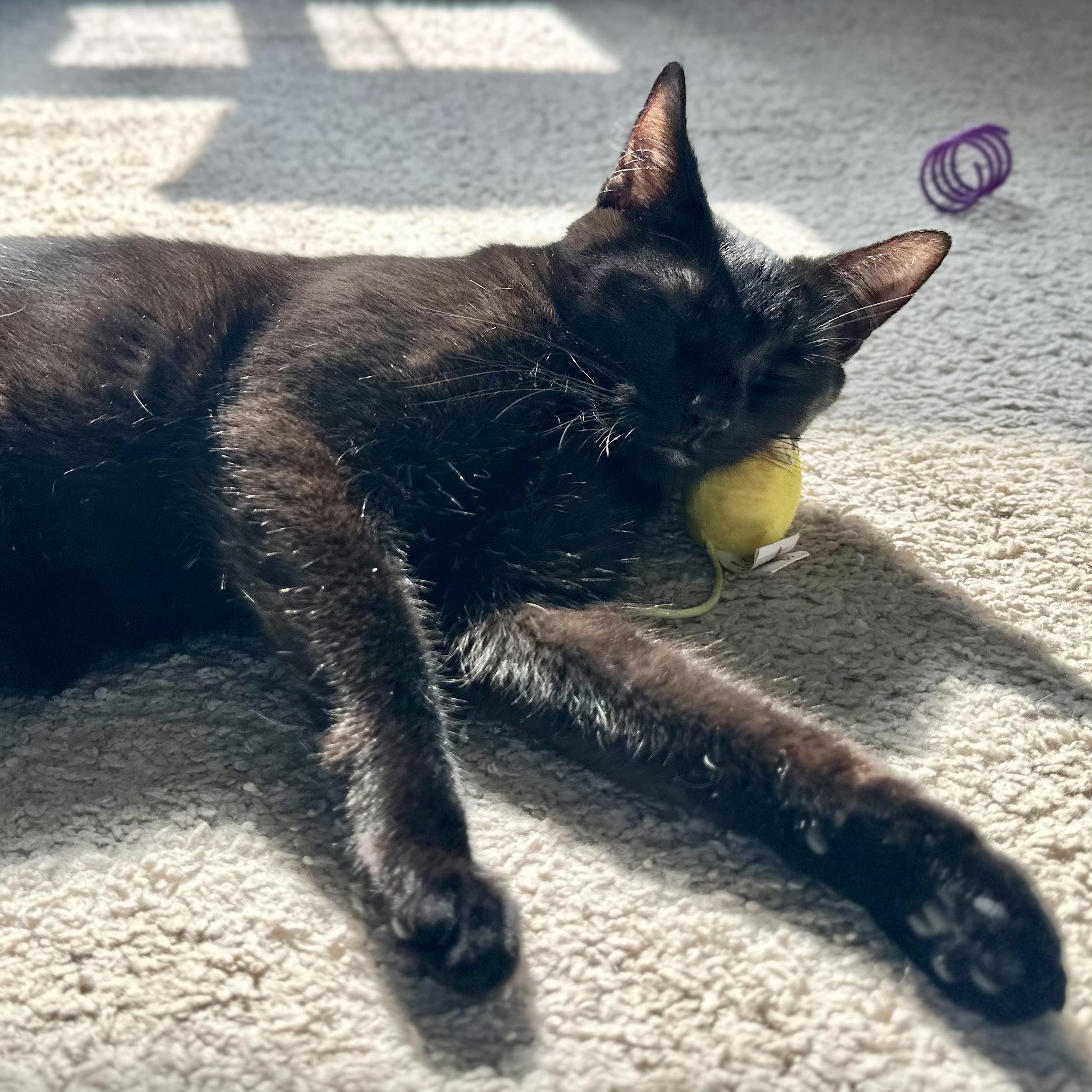 Tish, a Adoptable Domestic Short Hair in East Amherst, NY image 5/6