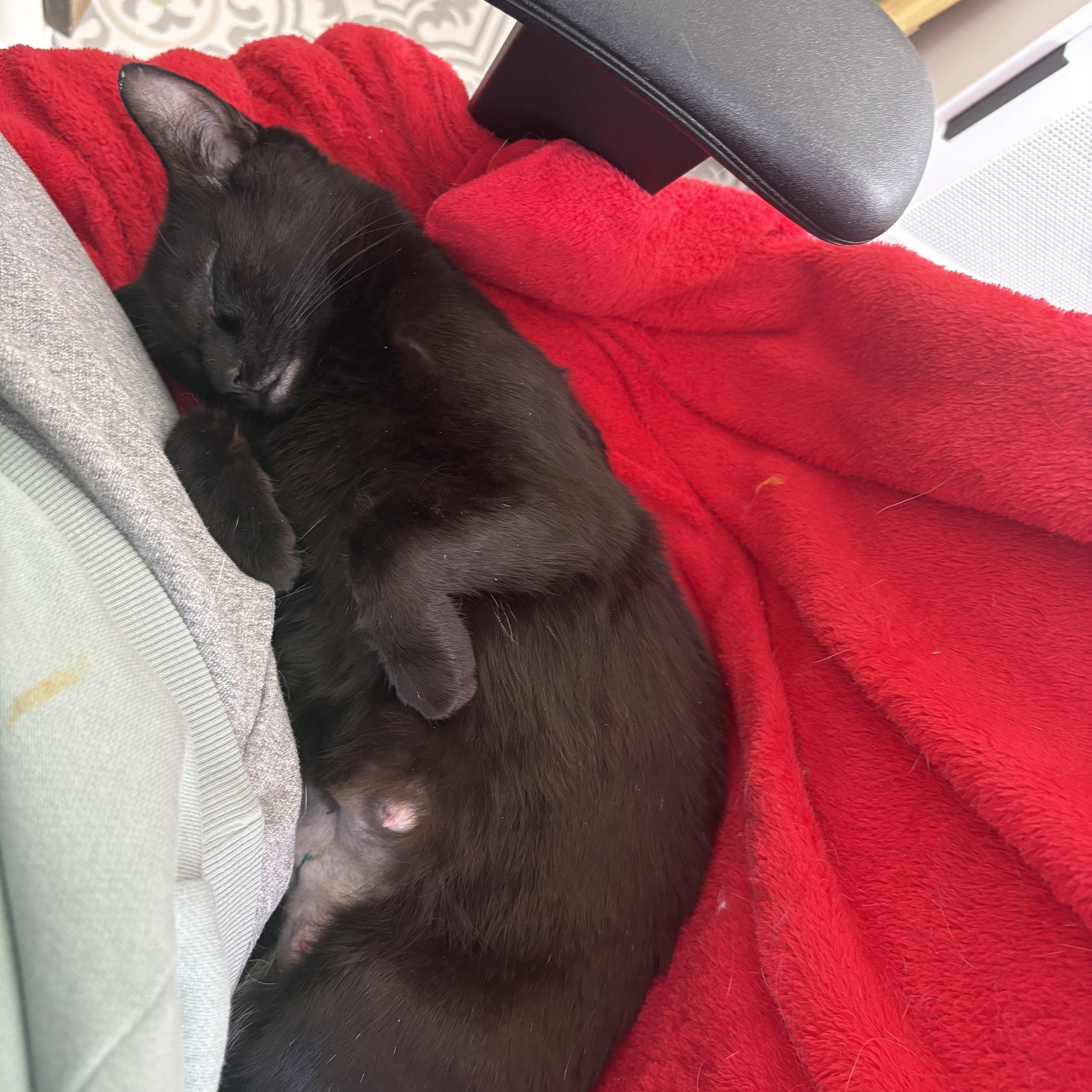 Tish, a Adoptable Domestic Short Hair in East Amherst, NY image 4/6