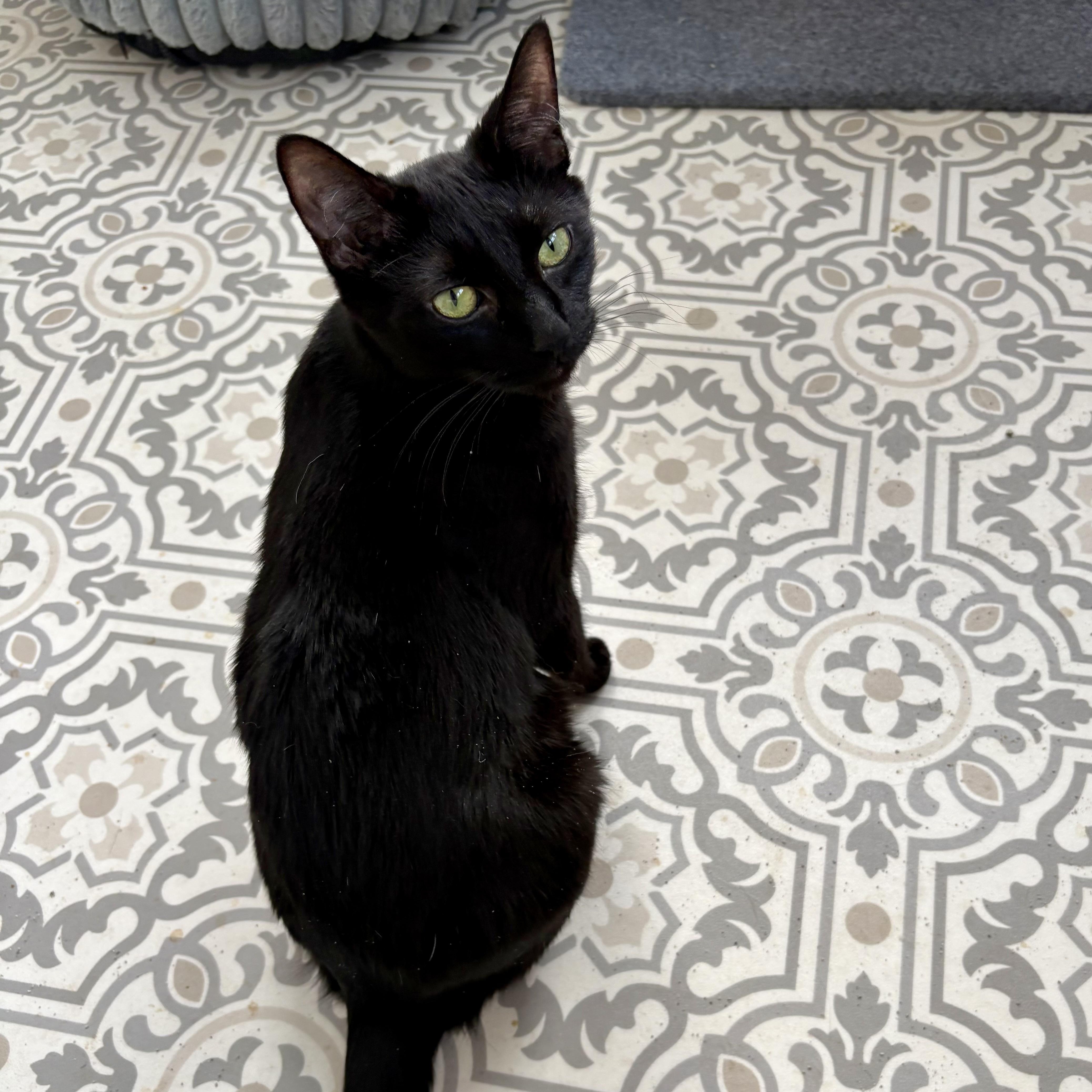 Tish, a Adoptable Domestic Short Hair in East Amherst, NY image 3/6