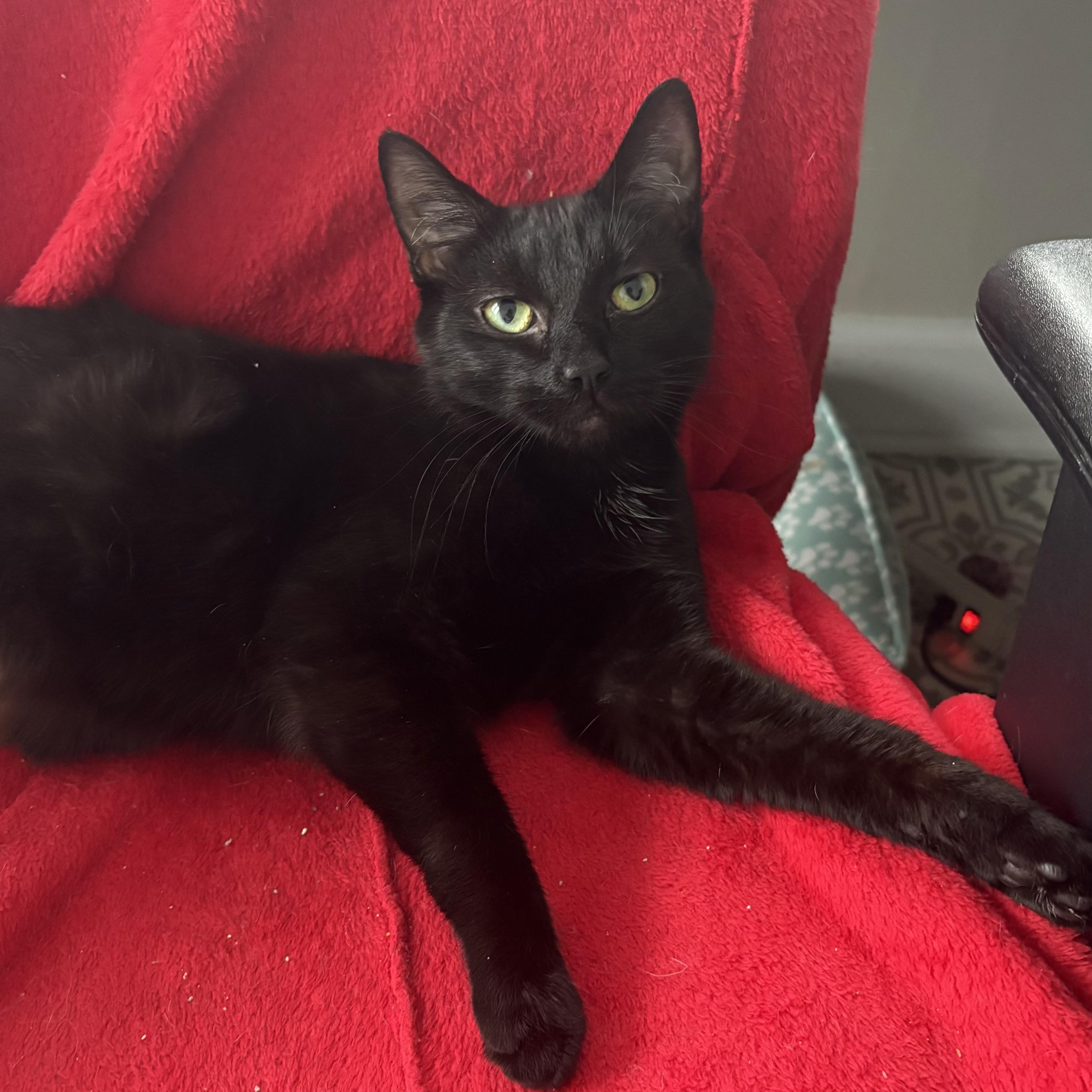 Tish, a Adoptable Domestic Short Hair in East Amherst, NY image 2/6