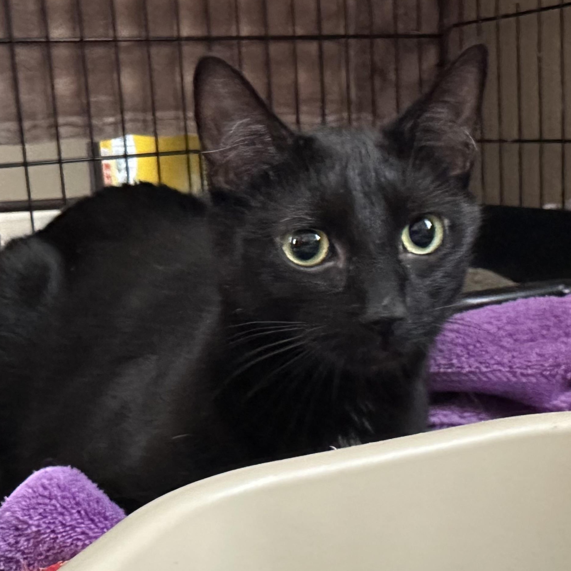 Tish, a Adoptable Domestic Short Hair in East Amherst, NY image 6/6