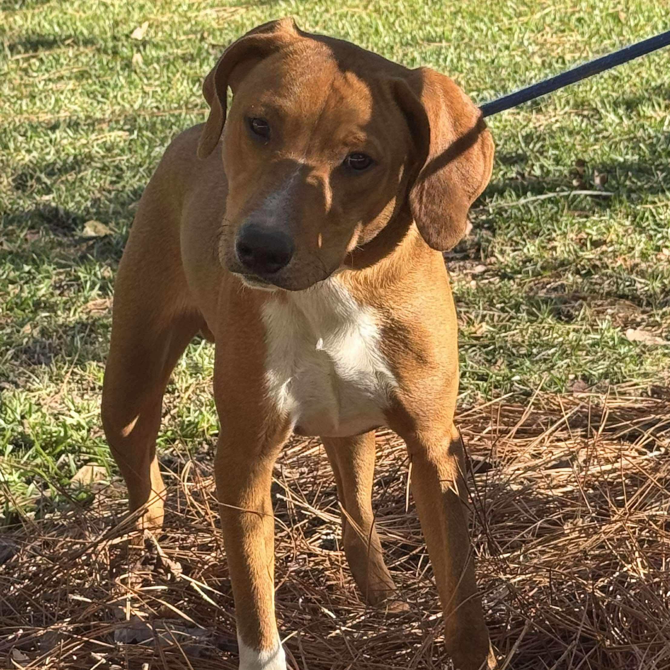 FLAME, a Adoptable mixed breed in Evansville, WI image 4/5