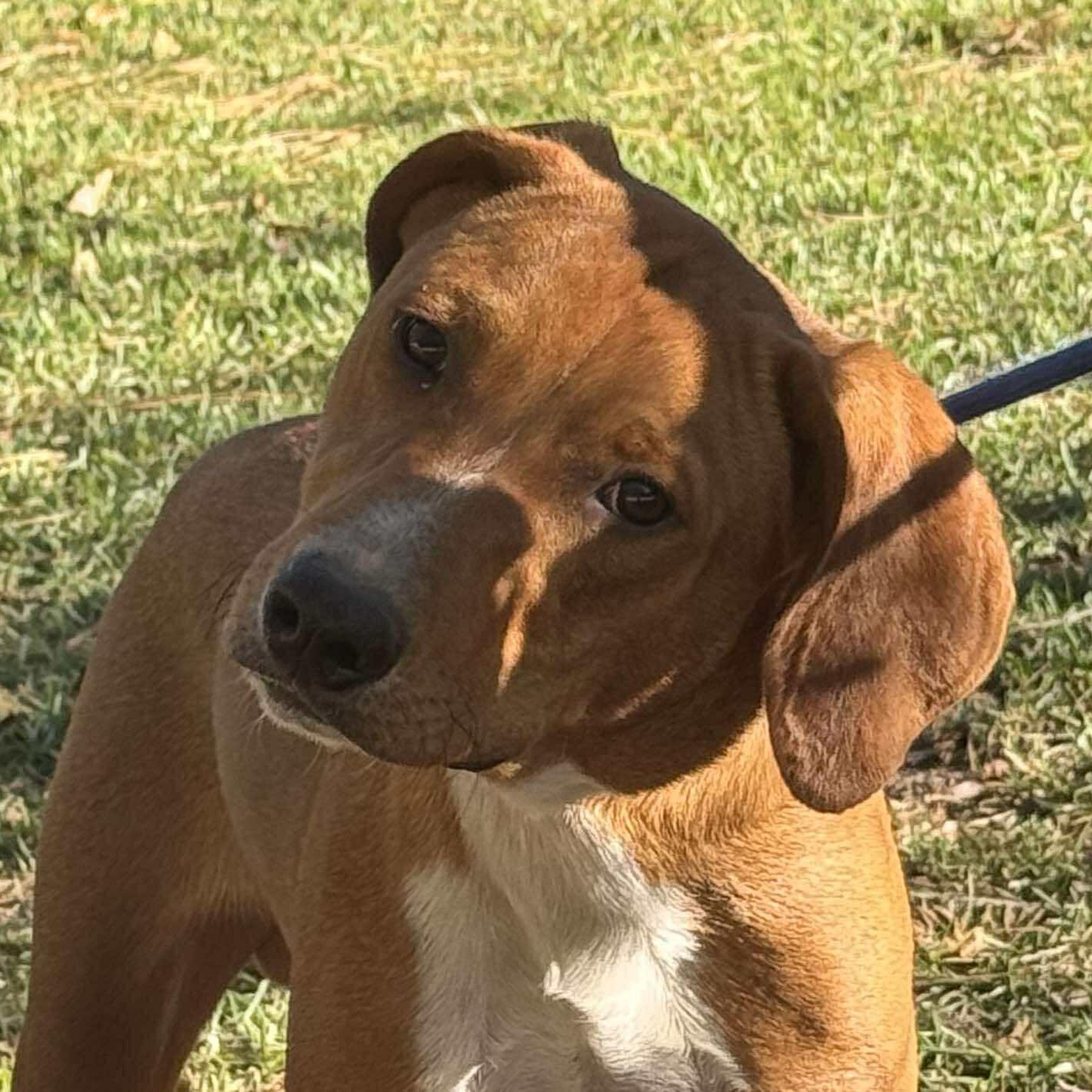 FLAME, Adoptable, Adult Male Redbone Coonhound & Beagle.