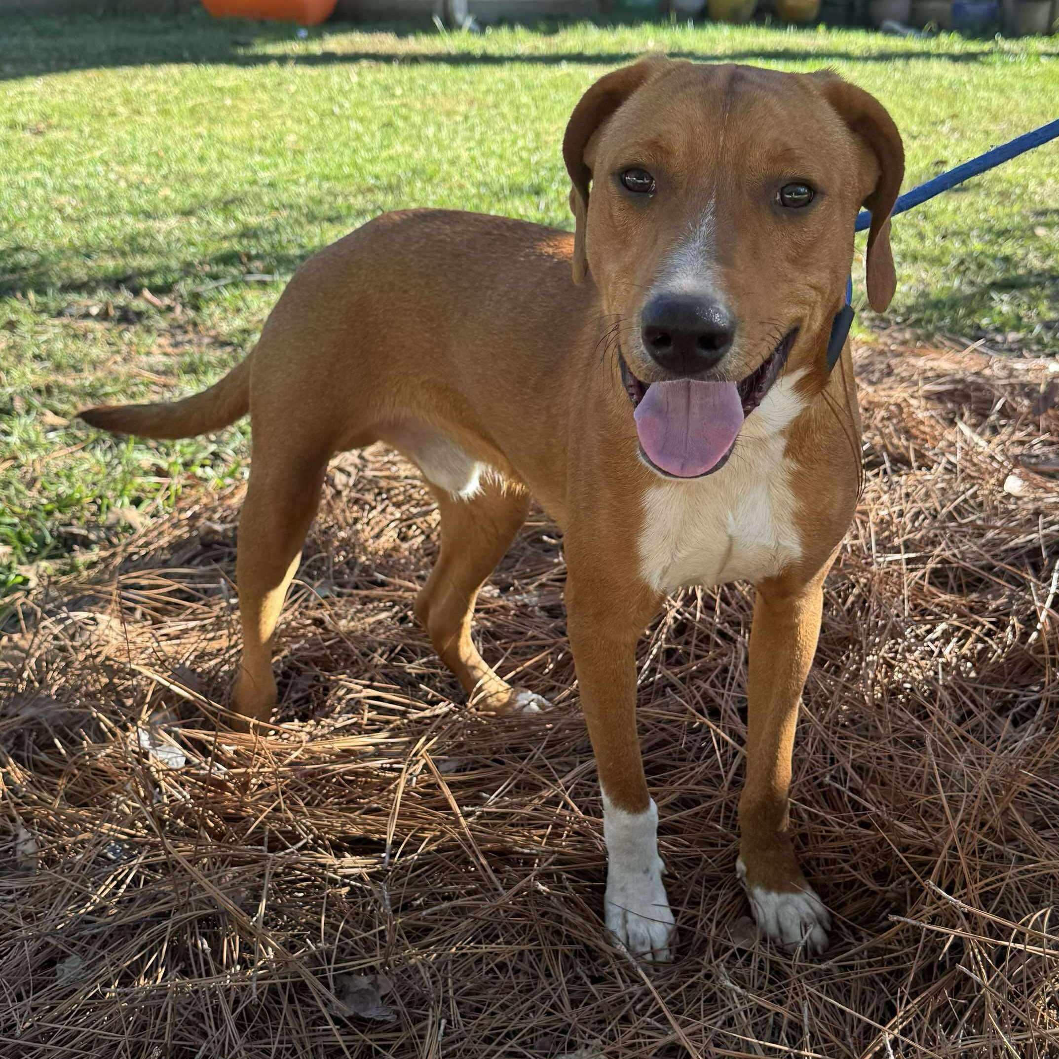 FLAME, a Adoptable mixed breed in Evansville, WI image 5/5