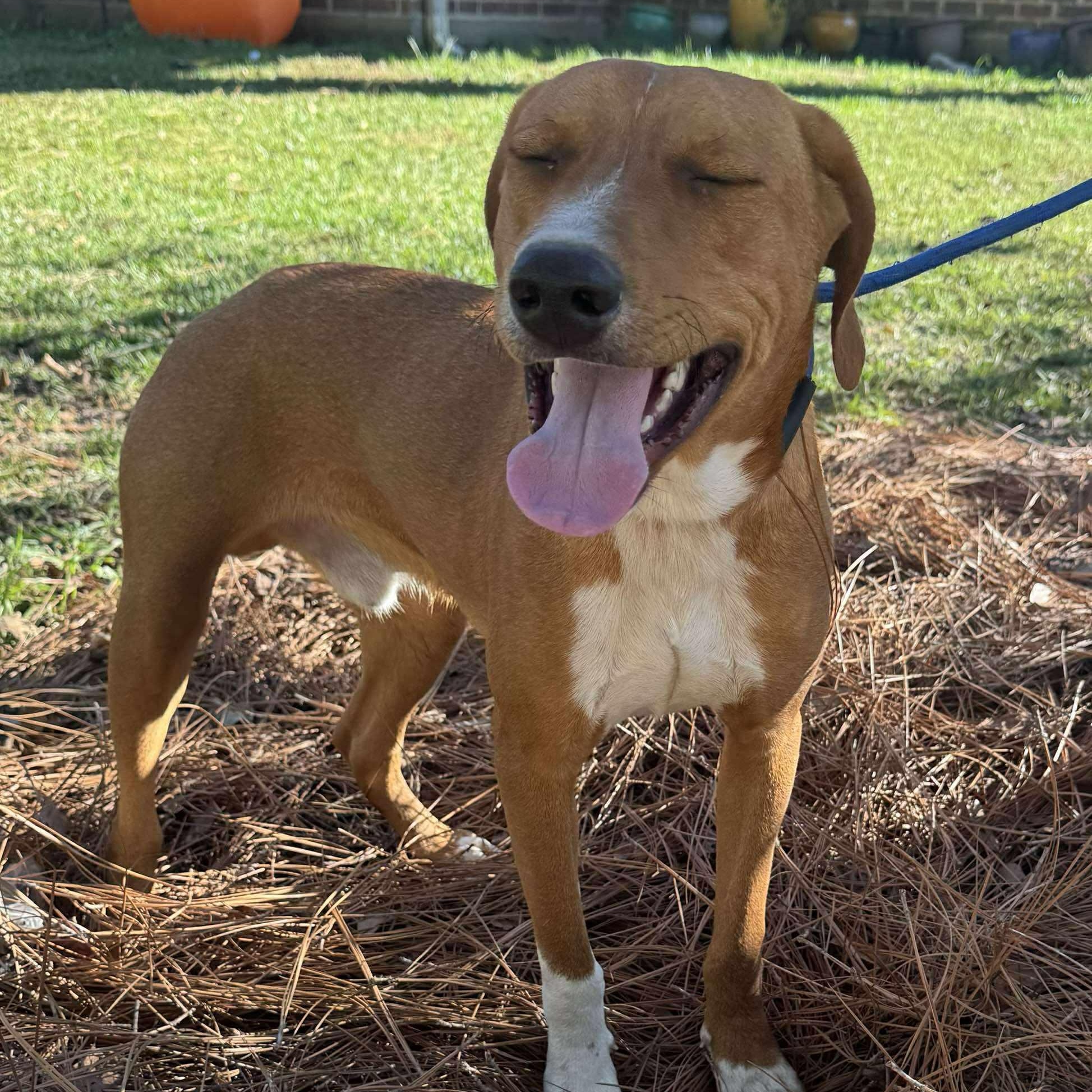 FLAME, a Adoptable mixed breed in Evansville, WI image 3/5