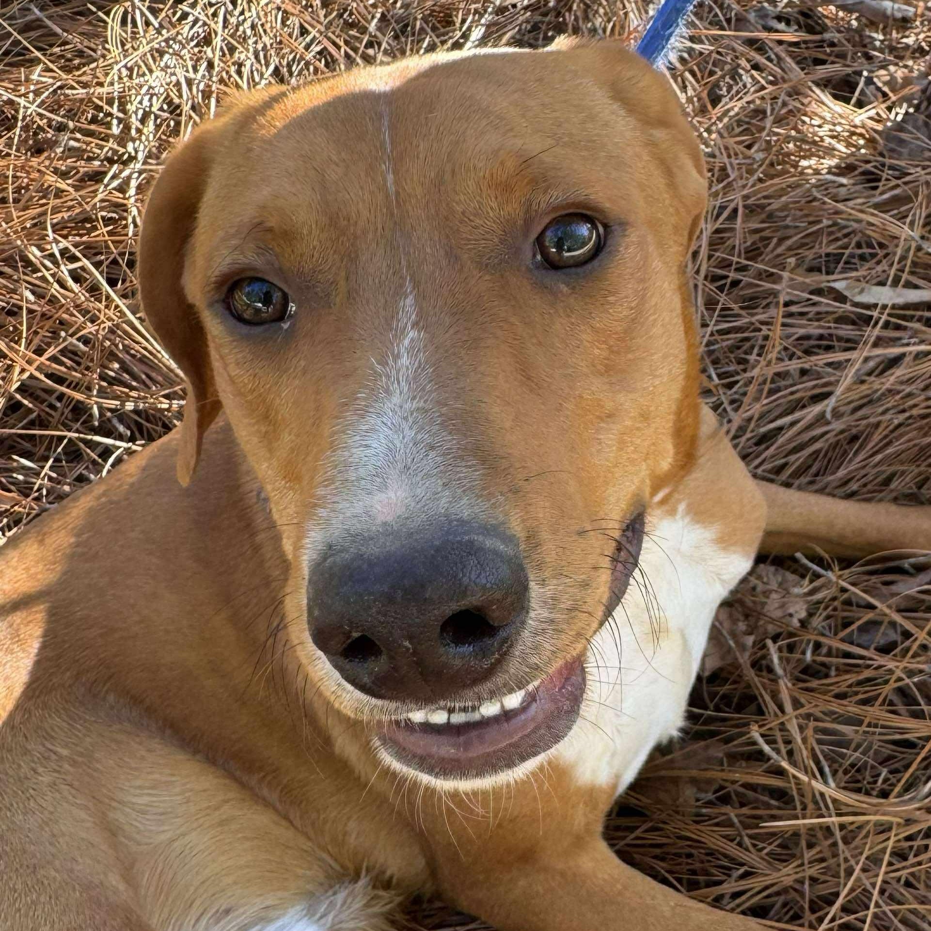 FLAME, a Adoptable mixed breed in Evansville, WI image 2/5