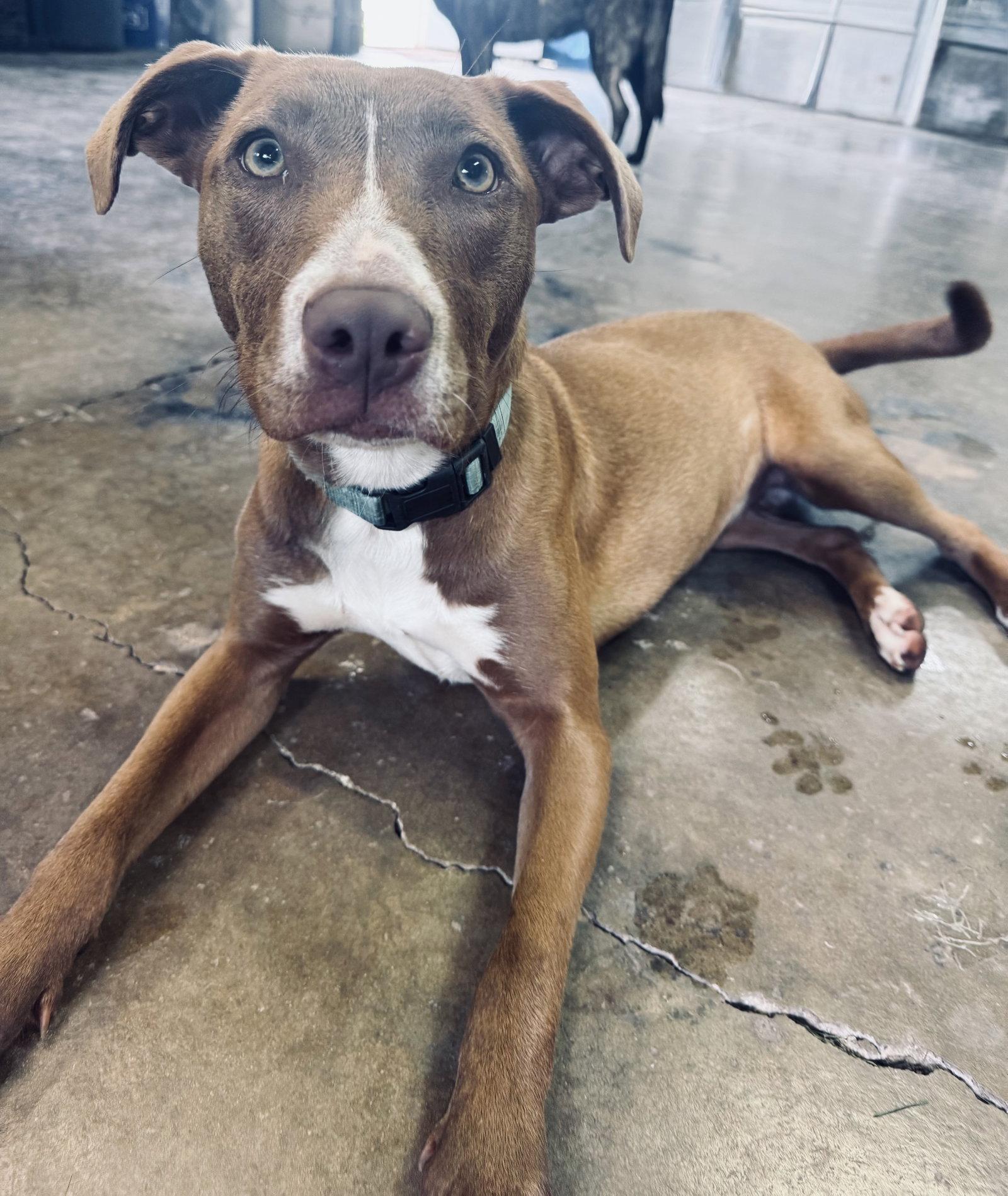 Enlarge Kiwi, a Adoptable Terrier in Columbus, IN image 1/3