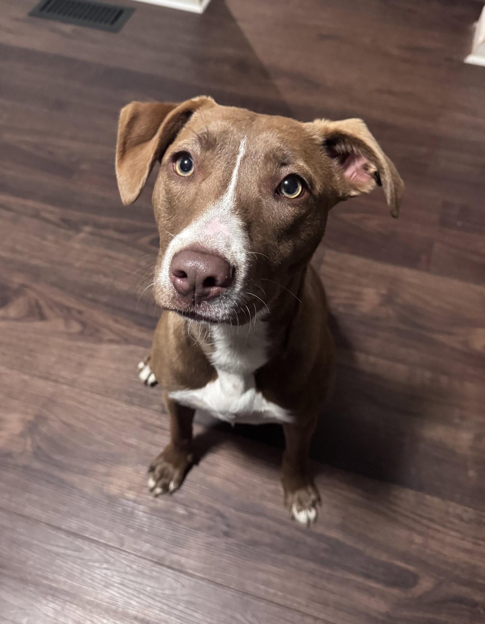 Enlarge Kiwi, a Adoptable Terrier in Columbus, IN image 2/3