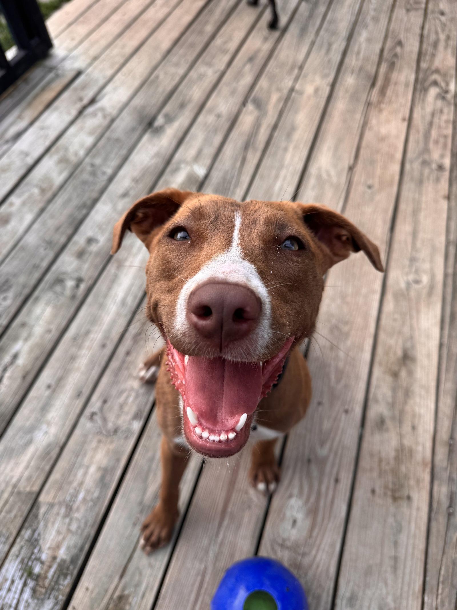 Enlarge Kiwi, a Adoptable Terrier in Columbus, IN image 3/3