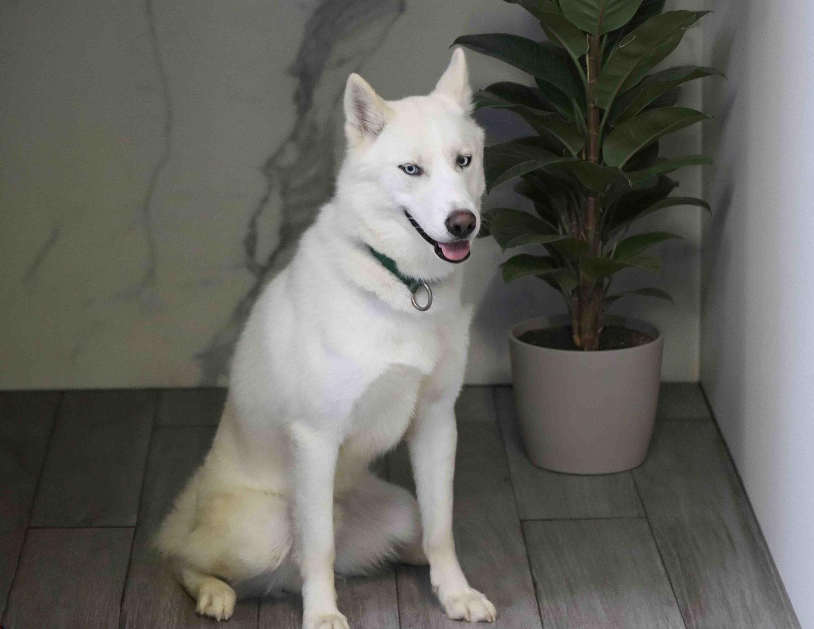 Blast, a Adoptable Siberian Husky in Walnut Creek, CA image 1/3