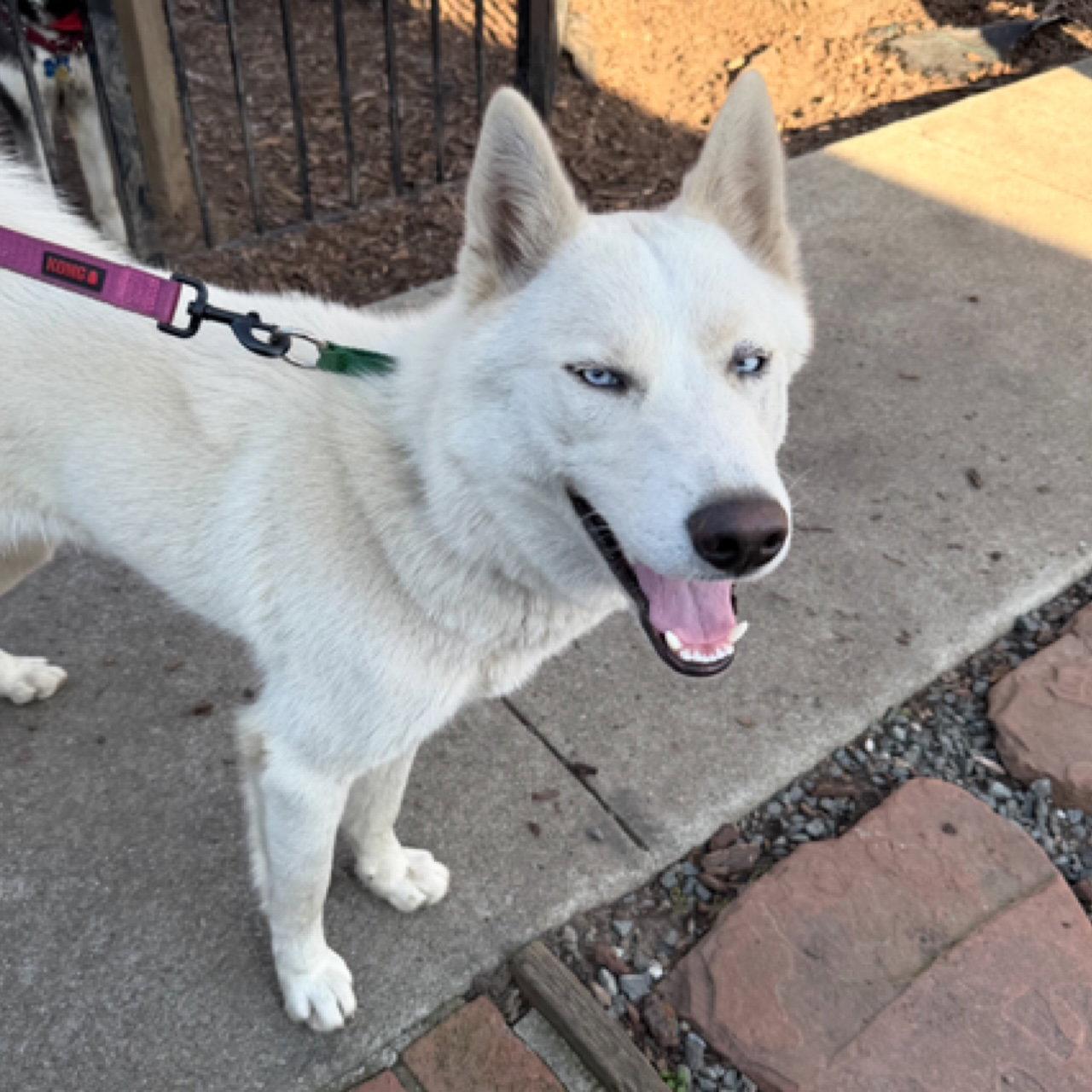 Blast, Adoptable, Adult Male Siberian Husky.