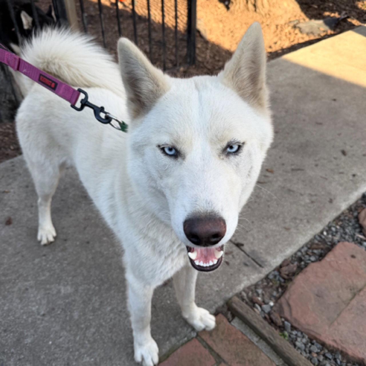 Blast, a Adoptable Siberian Husky in Walnut Creek, CA image 2/3