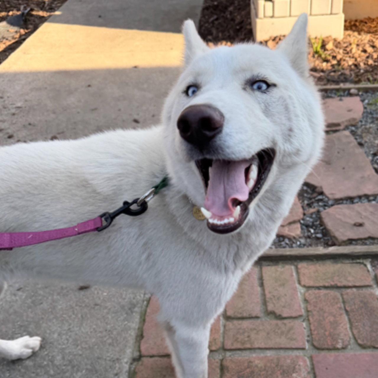 Blast, a Adoptable Siberian Husky in Walnut Creek, CA image 3/3