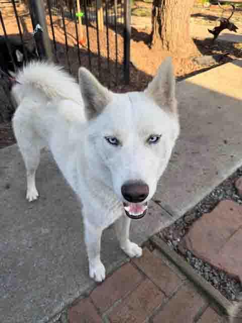 Enlarge Blast, a Adoptable Siberian Husky in Walnut Creek, CA image 1/3